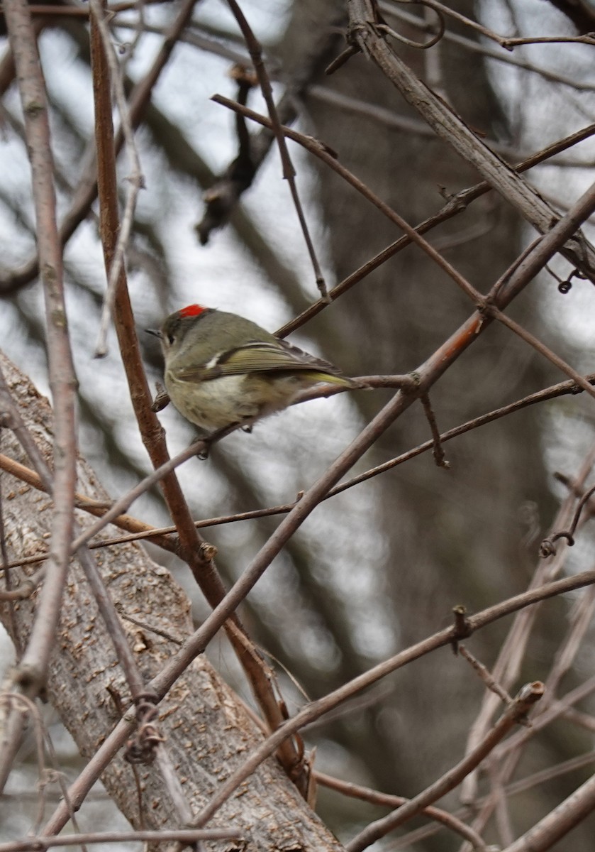 Ruby-crowned Kinglet - Judith Huf