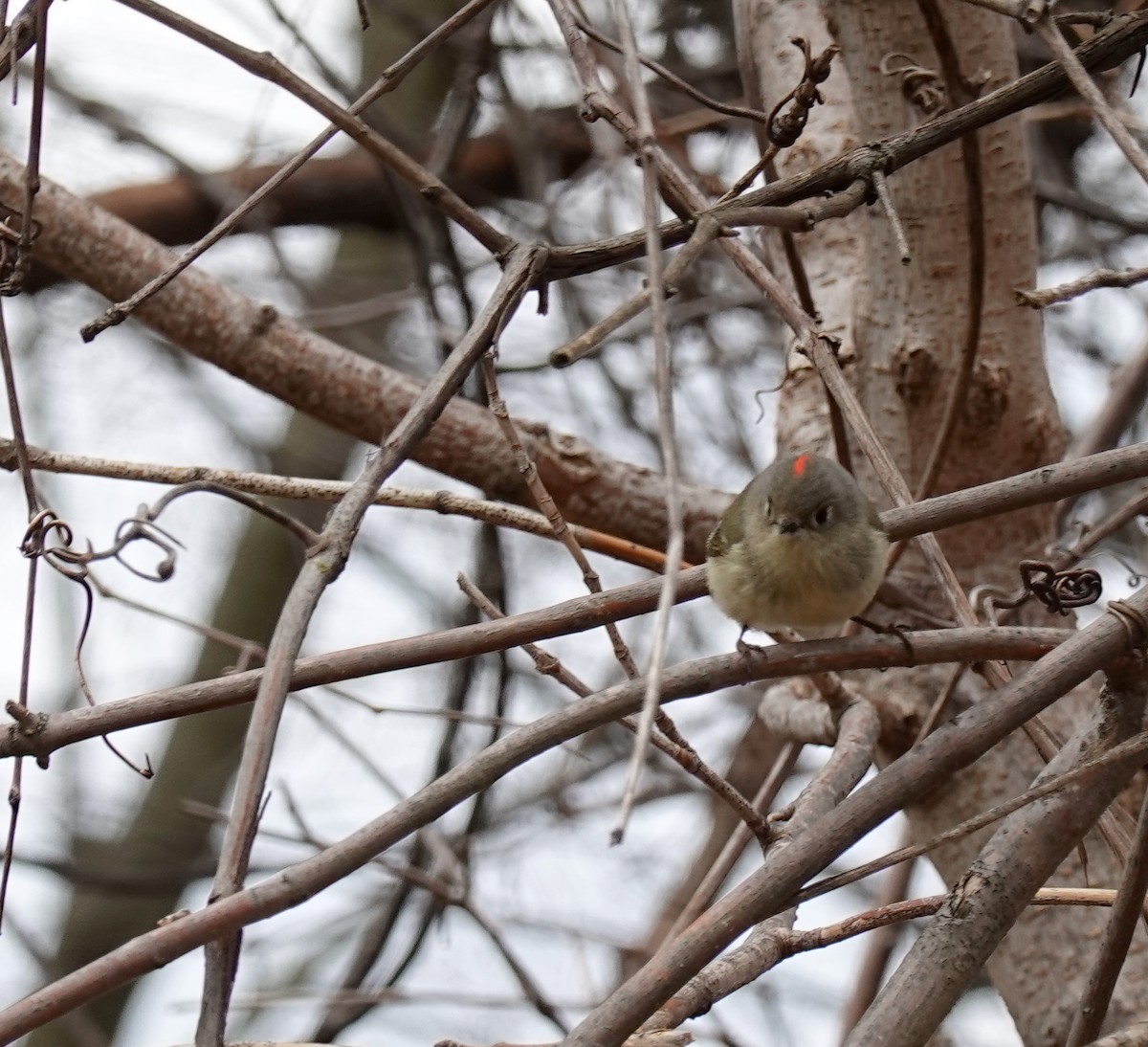 Ruby-crowned Kinglet - ML617480475