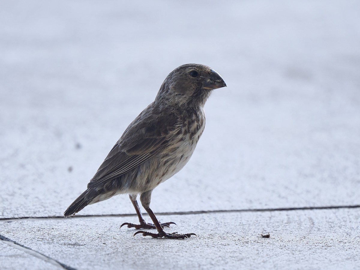 Large Ground-Finch - Gabriel Willow