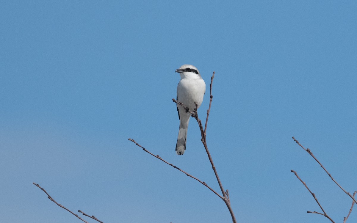 Great Gray Shrike (Great Gray) - Emmanuel Naudot