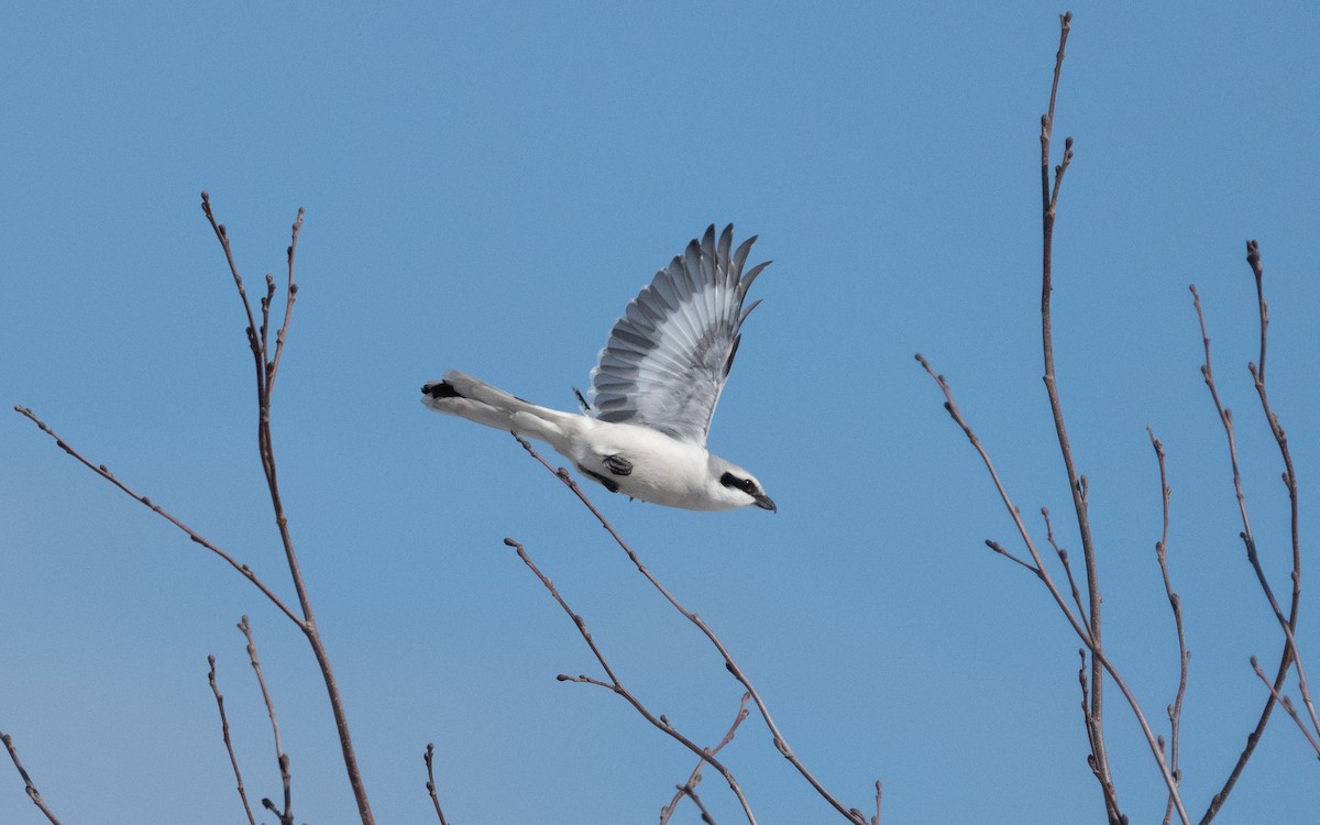 Great Gray Shrike (Great Gray) - Emmanuel Naudot