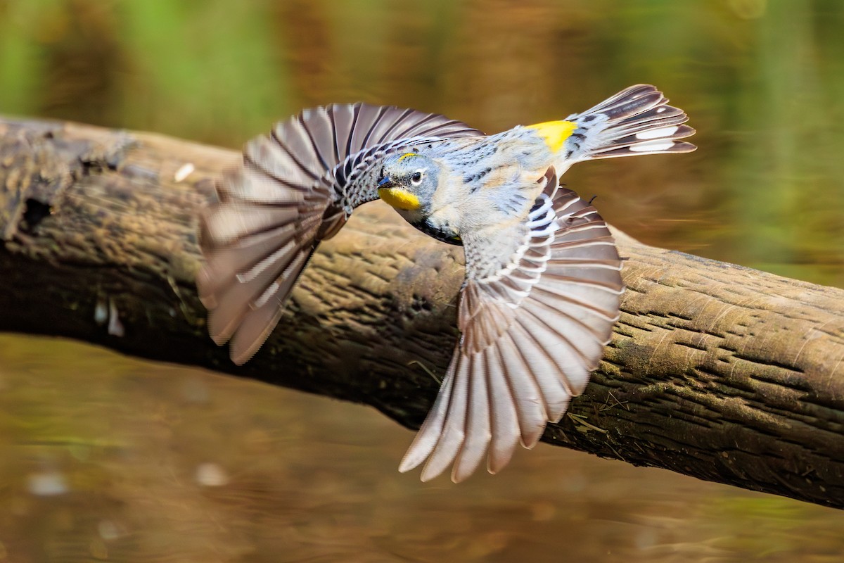 Yellow-rumped Warbler - ML617480545