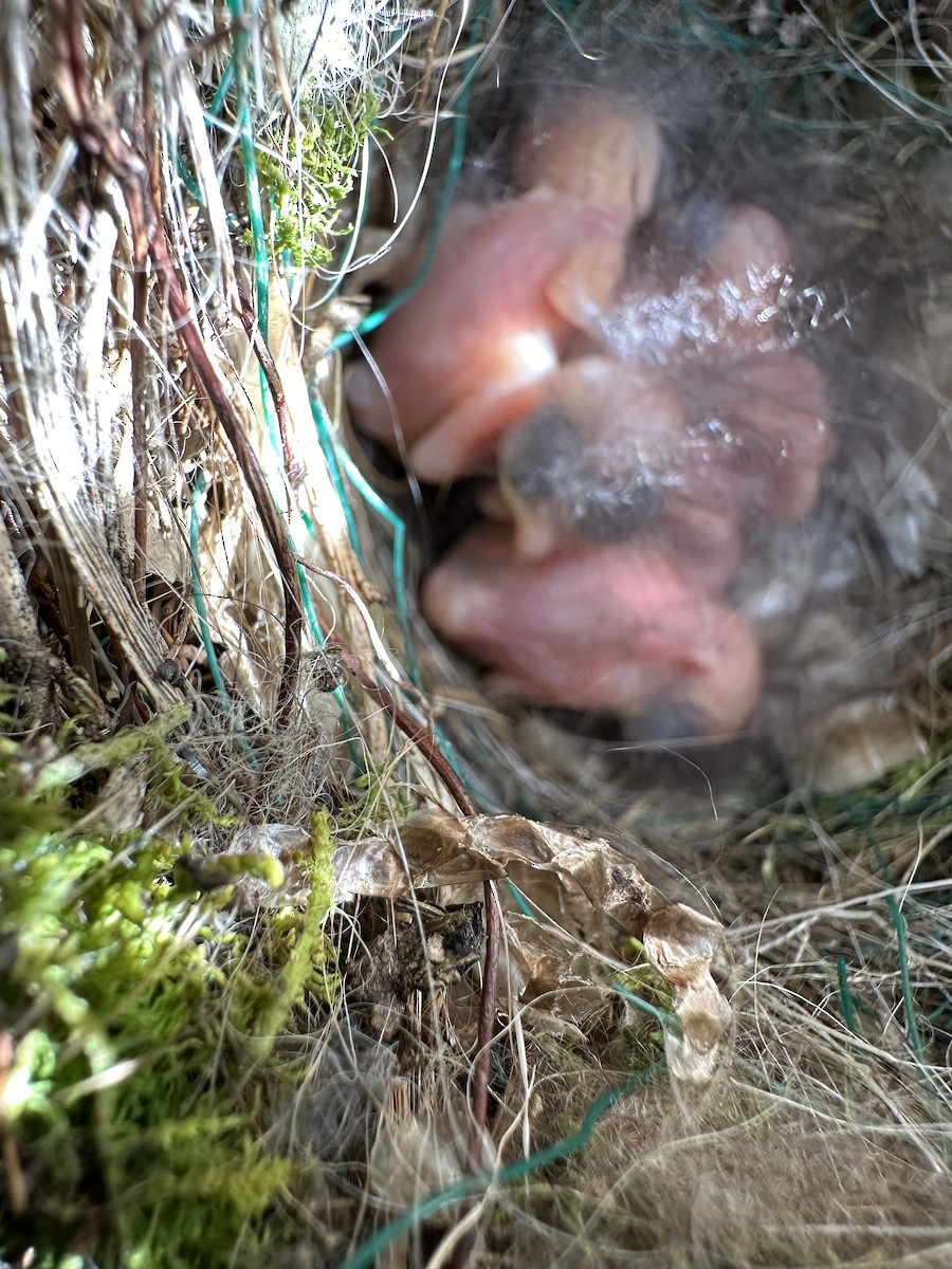 Carolina Wren - ML617480548