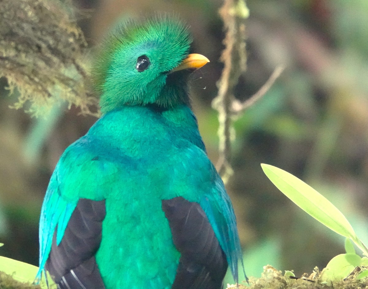 Resplendent Quetzal - Rick Clarke