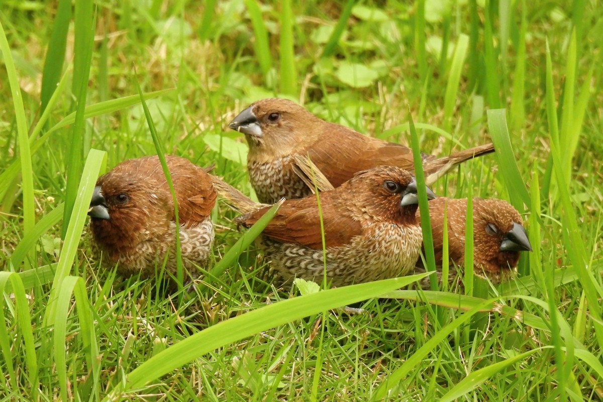 Scaly-breasted Munia - ML617480586
