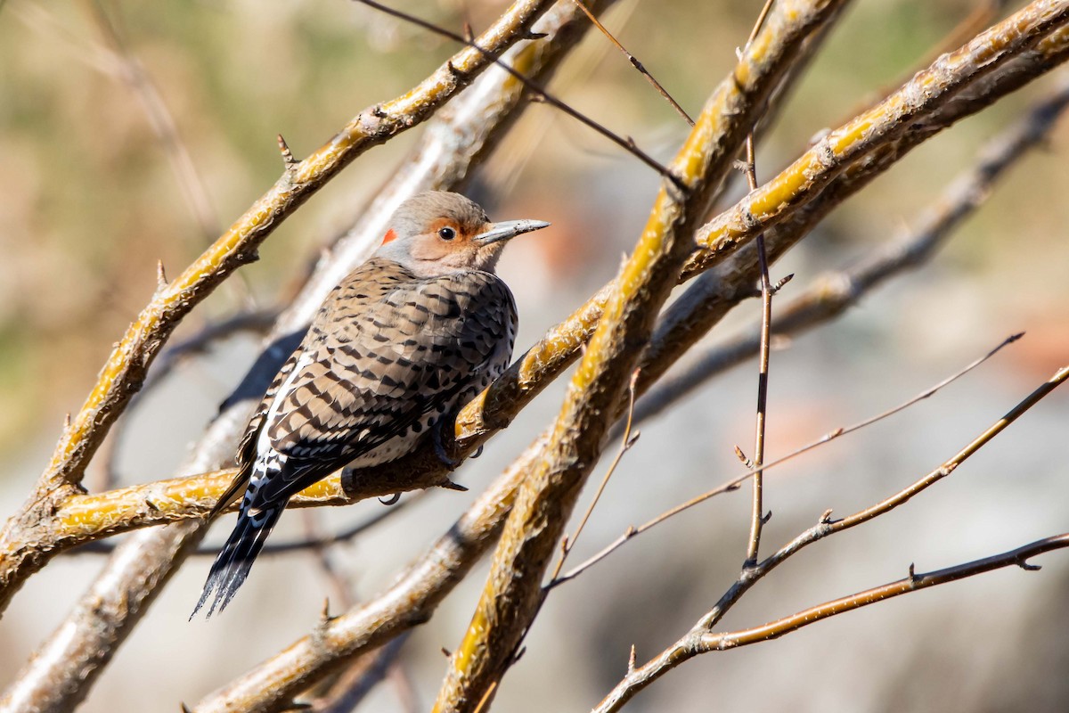 Northern Flicker - Jerry Chen