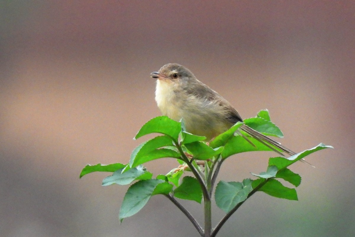 Plain Prinia - ML617480692