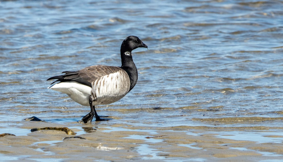 Brant - ML617480700