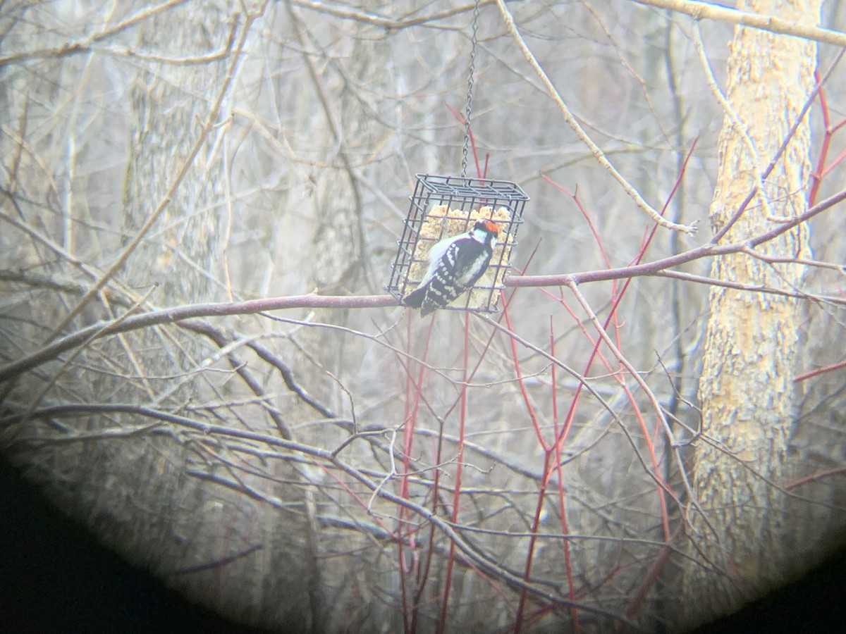 Downy Woodpecker - ML617480730