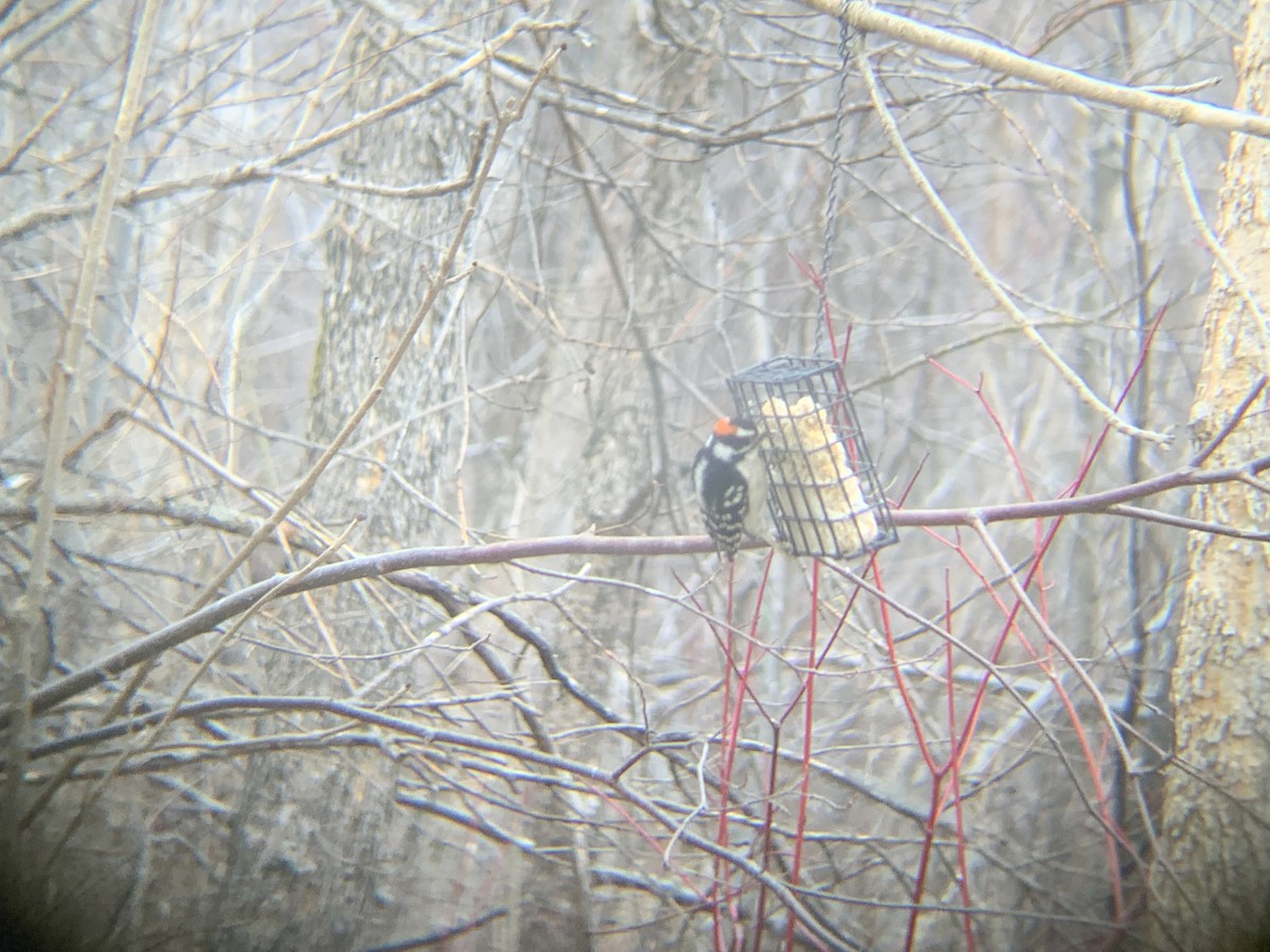 Downy Woodpecker - ML617480732