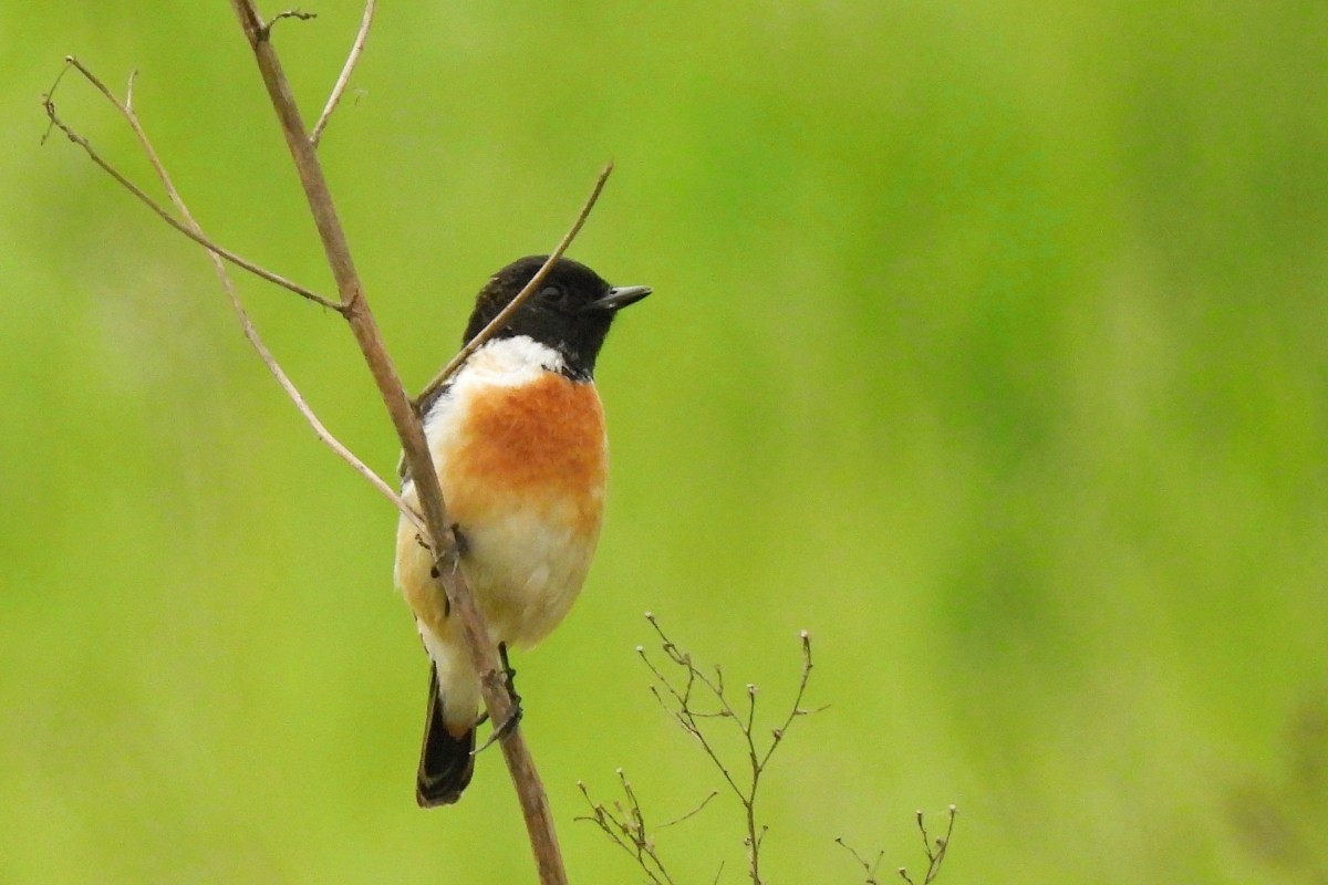 Amur Stonechat - ML617480736