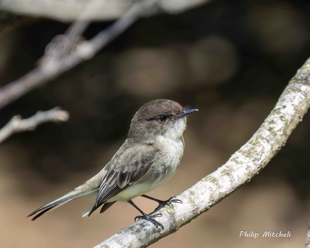 Eastern Phoebe - Philip Mitchell