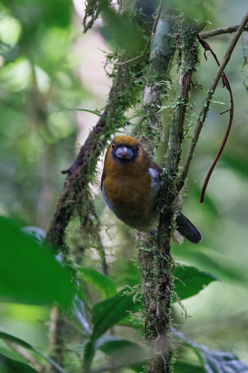 Prong-billed Barbet - ML617480796