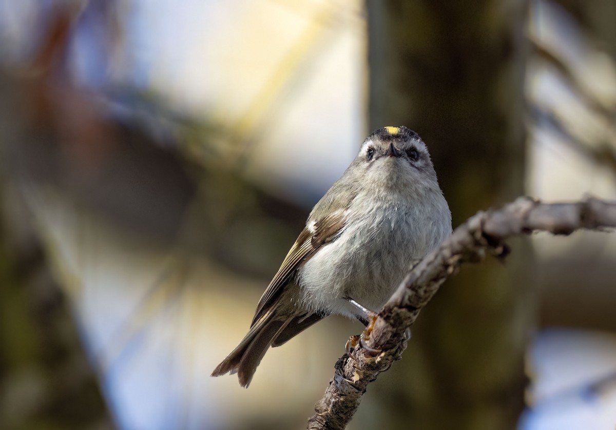 Golden-crowned Kinglet - ML617480798