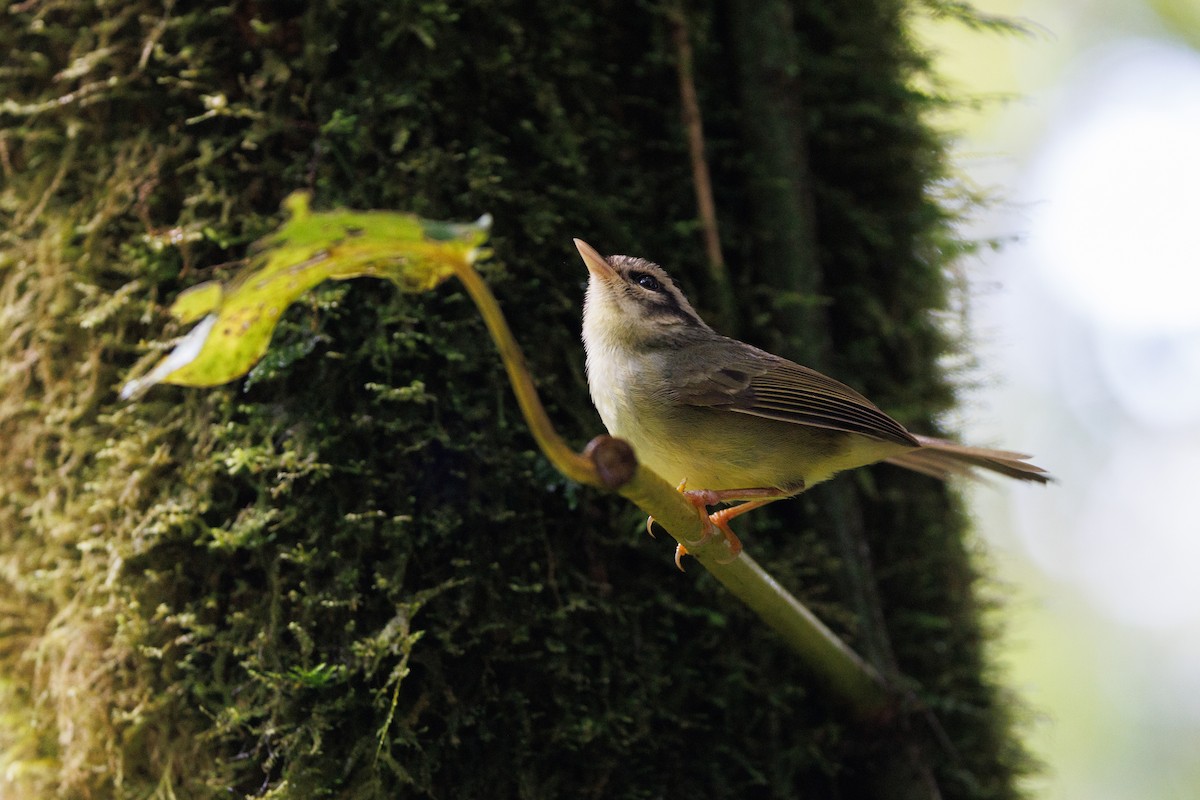 Costa Rican Warbler - ML617480836