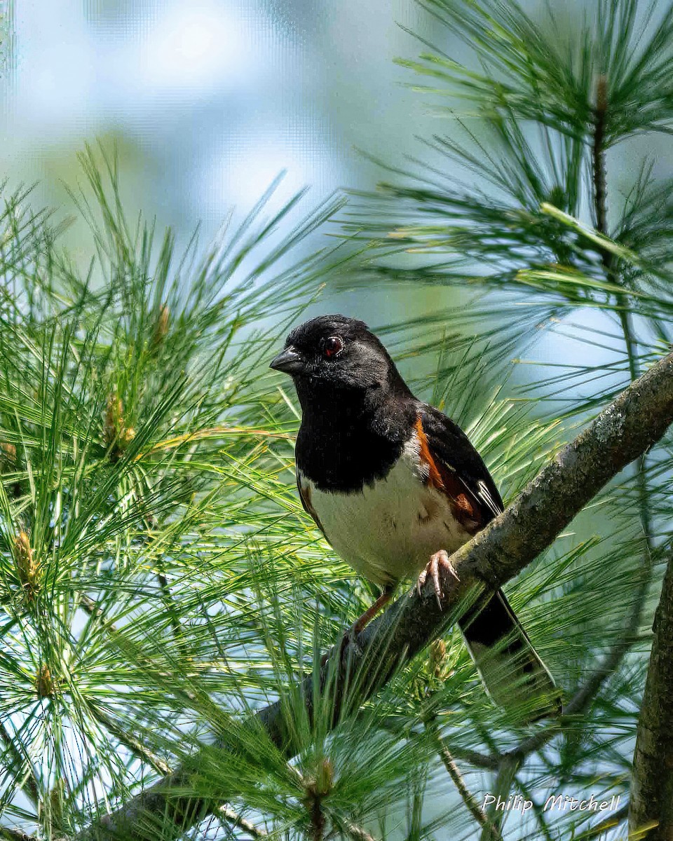 Eastern Towhee - Philip Mitchell