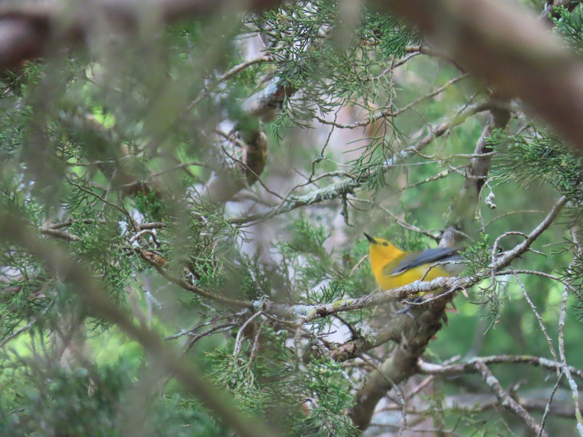 Prothonotary Warbler - ML617480844