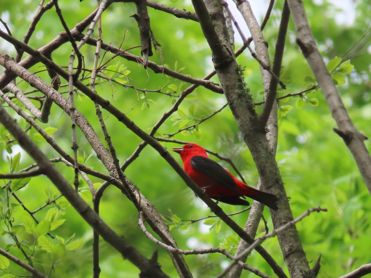Scarlet Tanager - ML617480850
