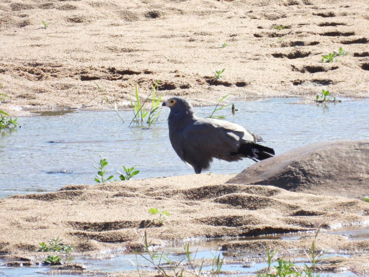 African Harrier-Hawk - ML617480896