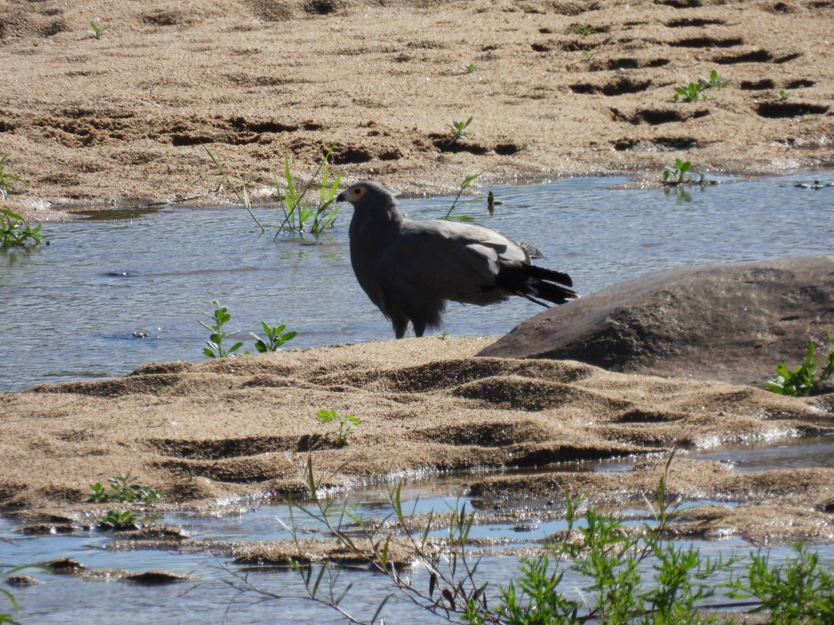 African Harrier-Hawk - ML617480897