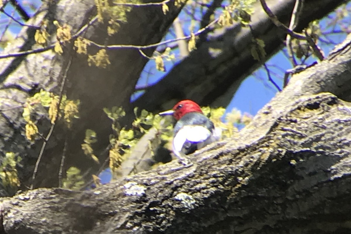 Red-headed Woodpecker - ML617480911