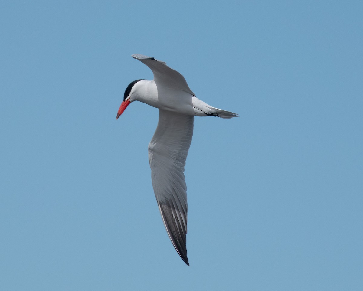 Caspian Tern - ML617480929