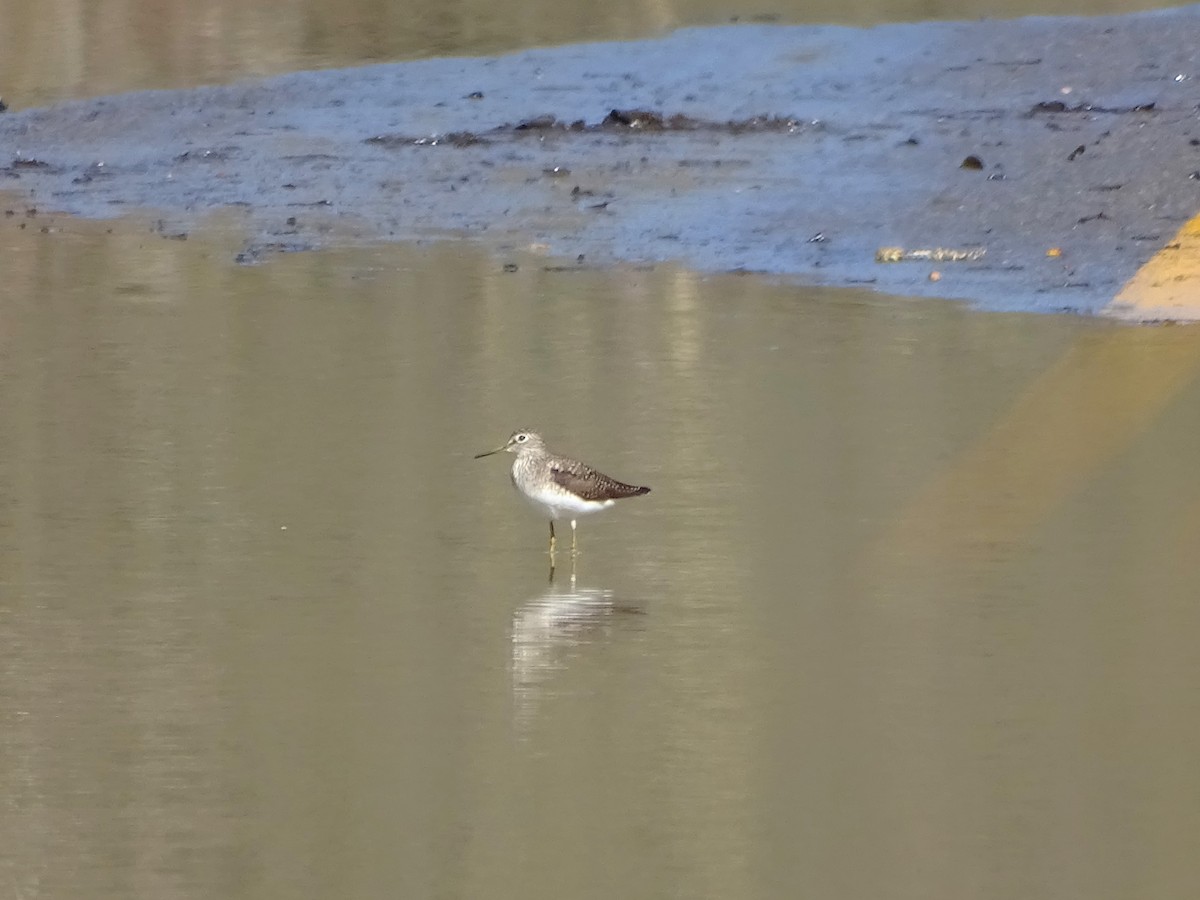 Solitary Sandpiper - ML617480933