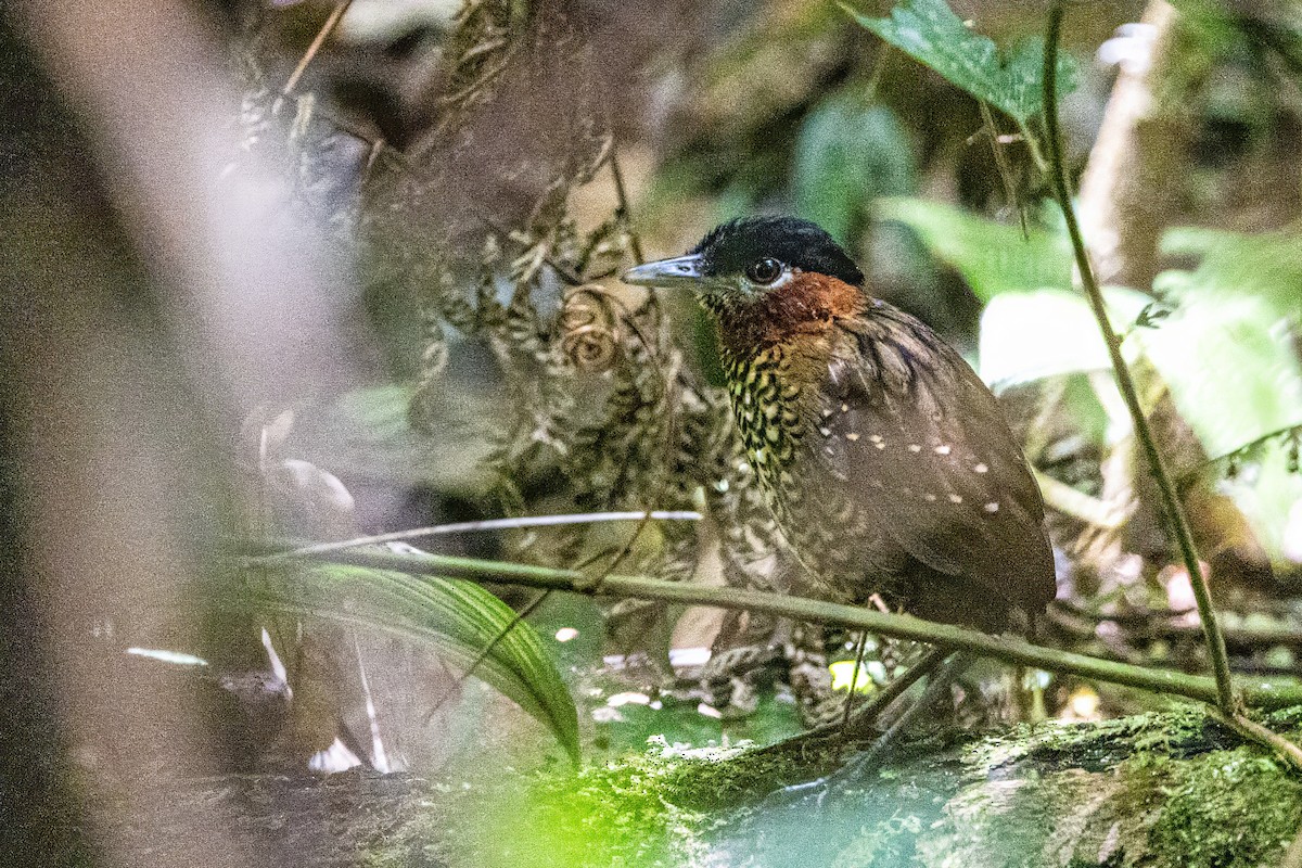 Black-crowned Antpitta - ML617480934