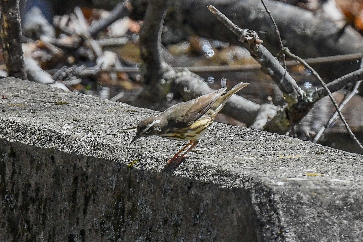 Louisiana Waterthrush - Maria Loukeris