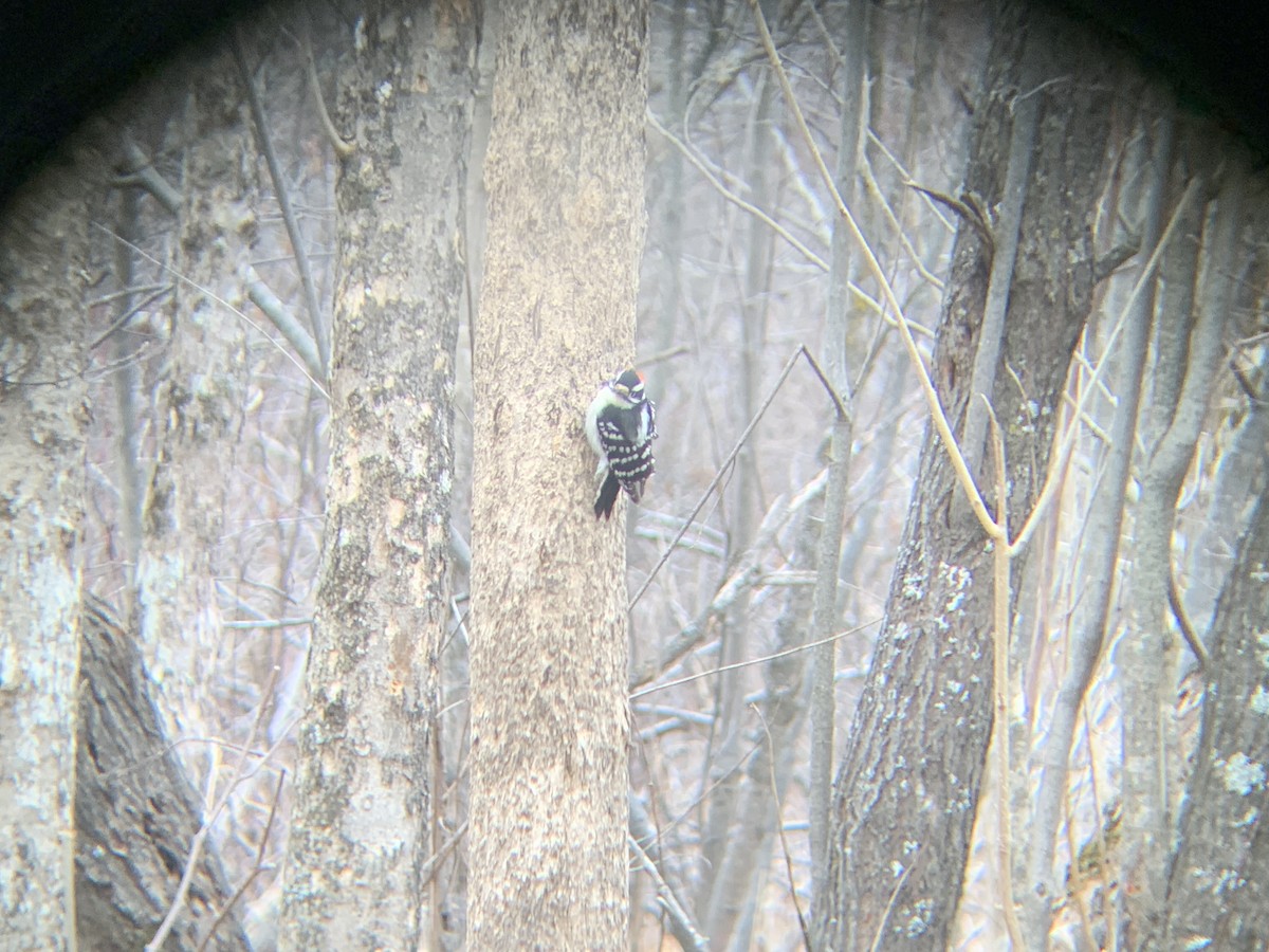 Downy Woodpecker - ML617480952