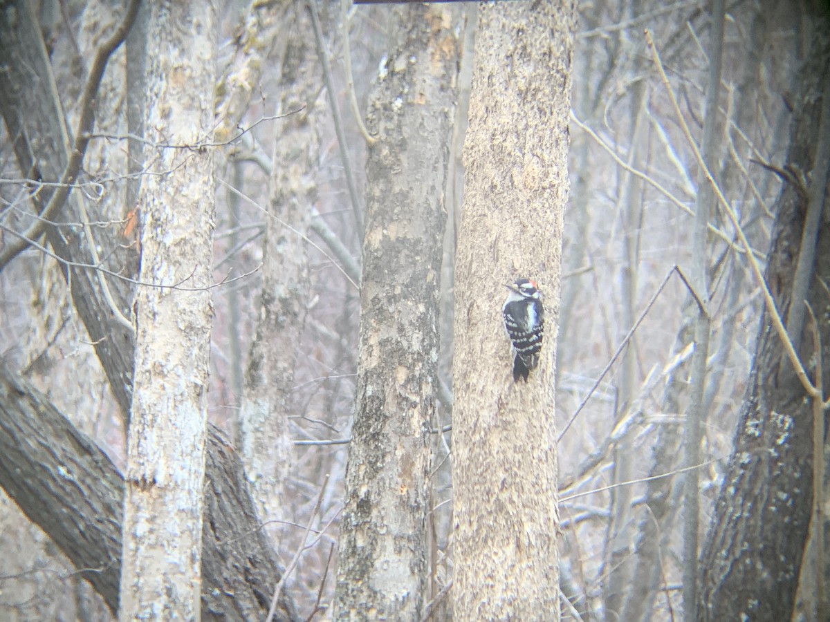 Downy Woodpecker - ML617480953