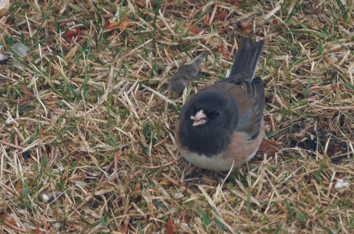 Junco ardoisé - ML617481001