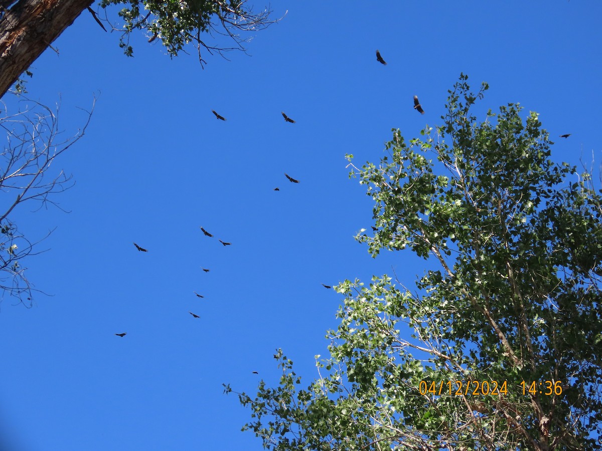 Black Vulture - ML617481011