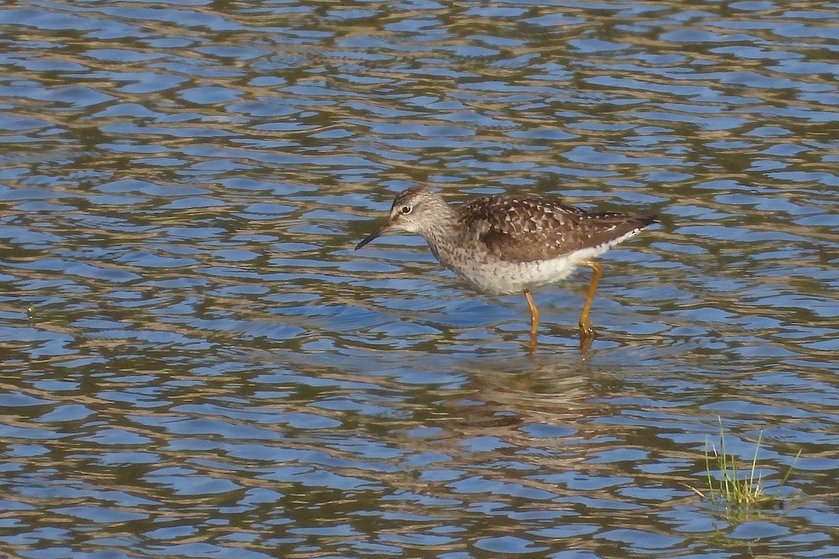 Wood Sandpiper - Rui Jorge