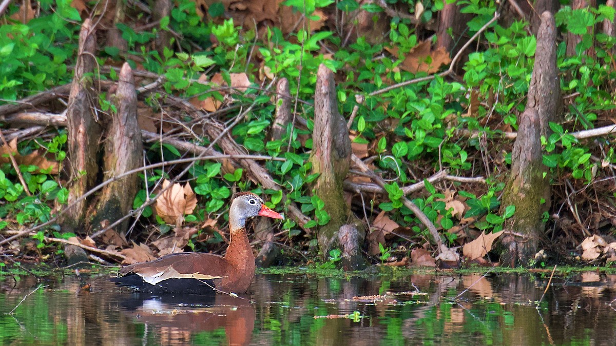 rødnebbplystreand (fulgens) - ML617481027