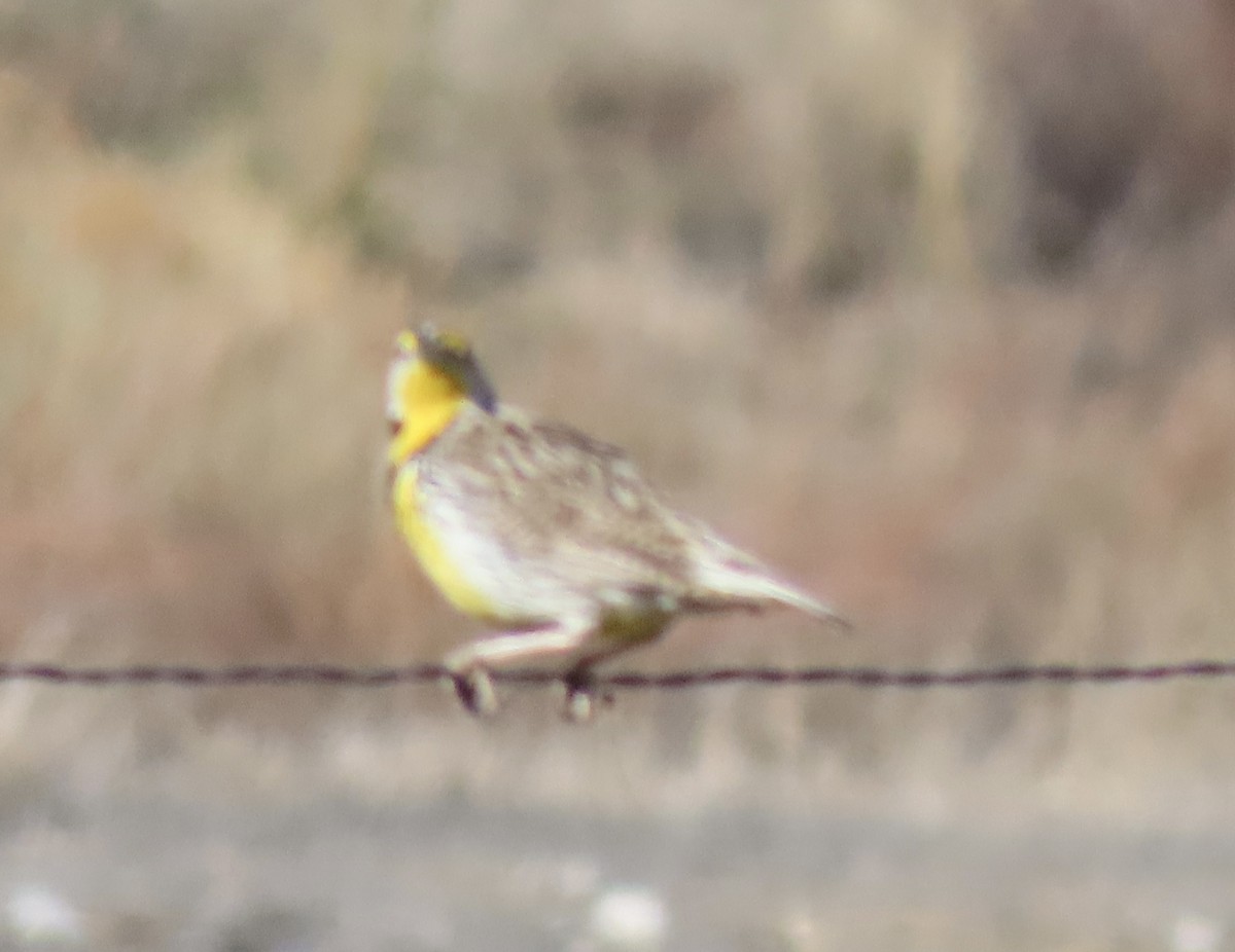 Western/Chihuahuan Meadowlark - ML617481032