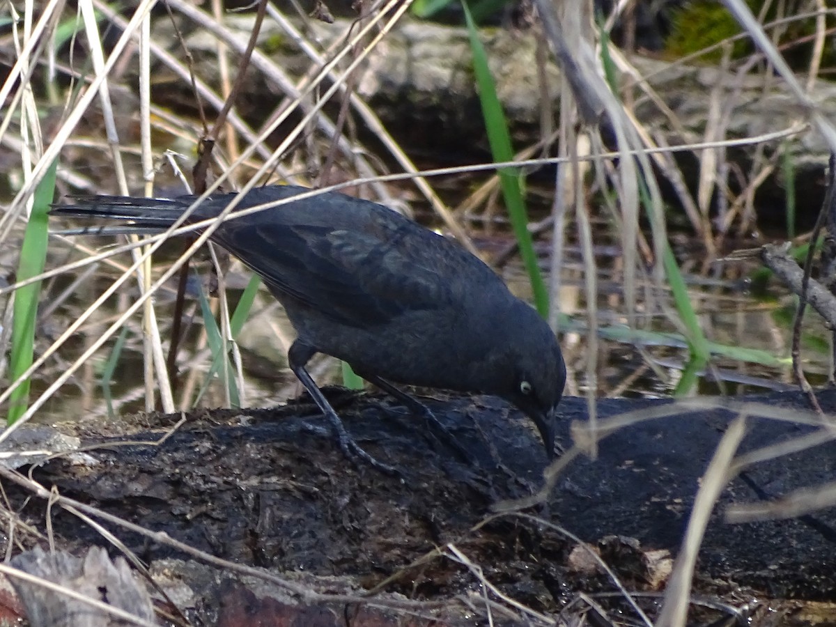 Rusty Blackbird - ML617481050