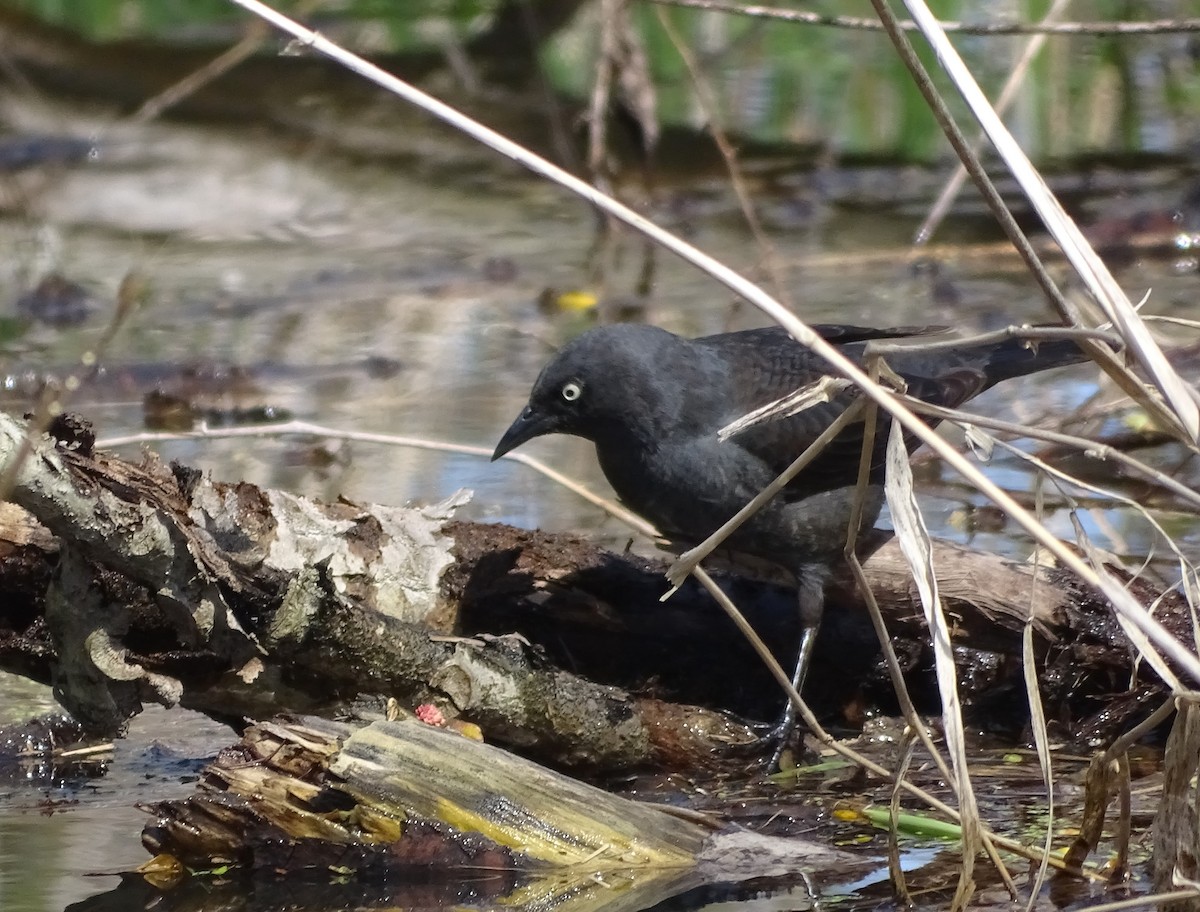 Rusty Blackbird - ML617481051