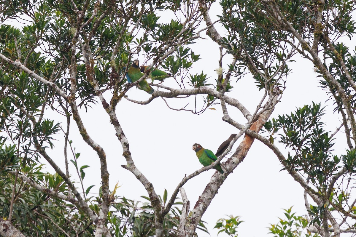 Brown-hooded Parrot - ML617481072