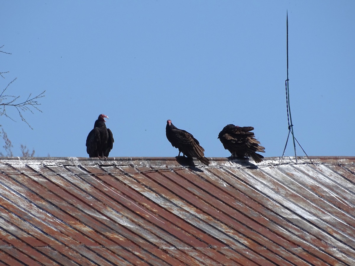 Turkey Vulture - ML617481091