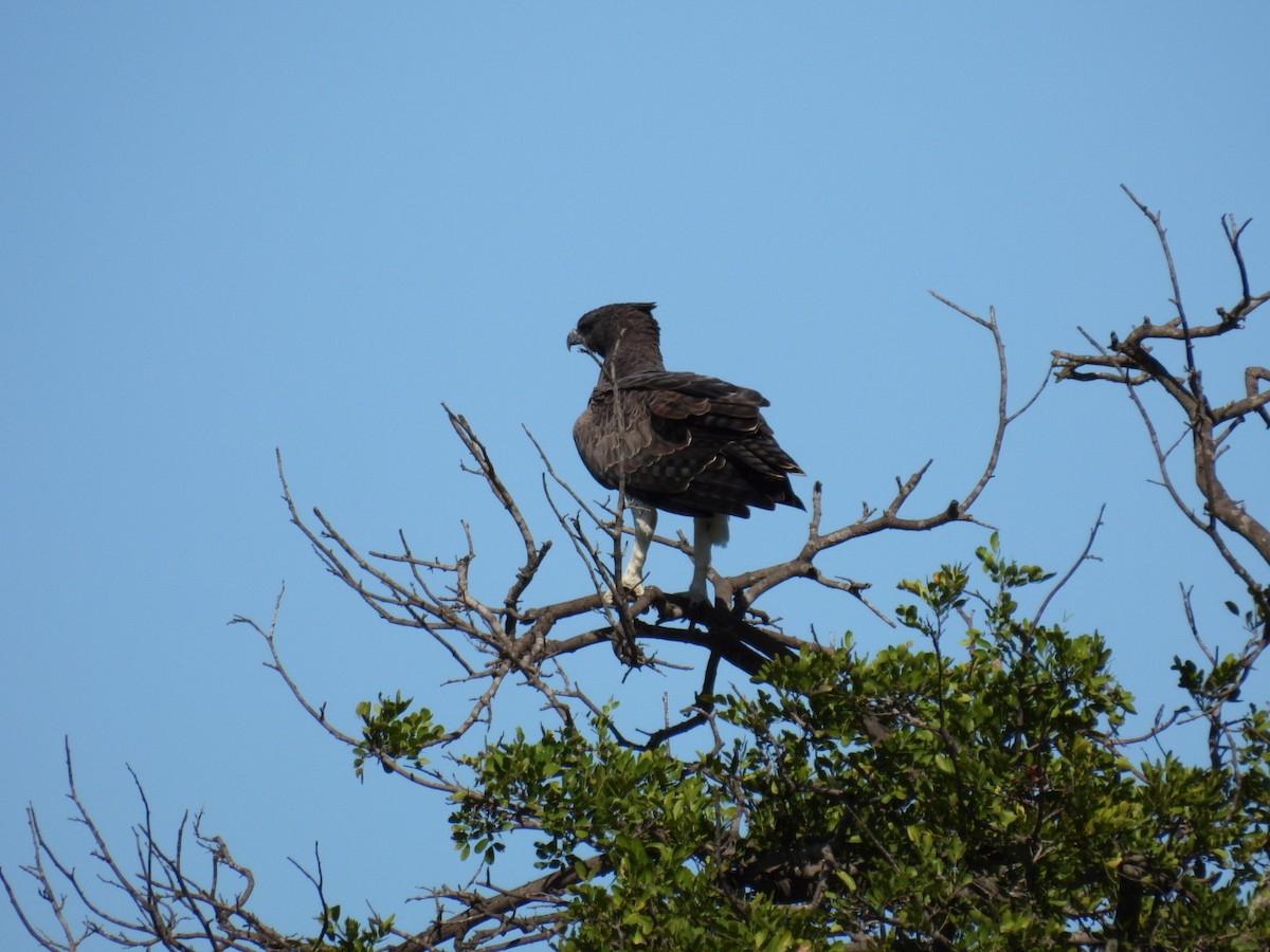 Martial Eagle - ML617481107