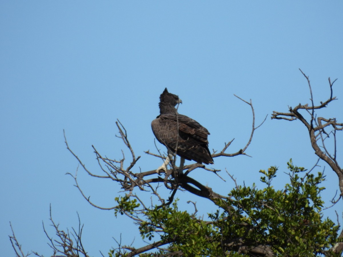 Martial Eagle - ML617481108