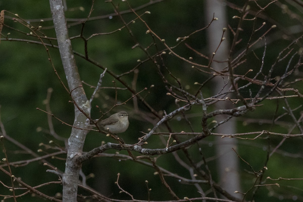 嘰喳柳鶯(tristis) - ML617481129