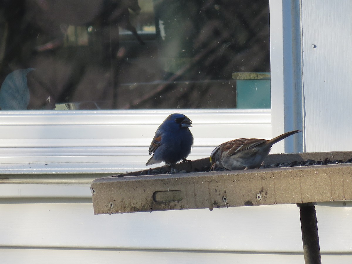 Blue Grosbeak - Steve Babbitt