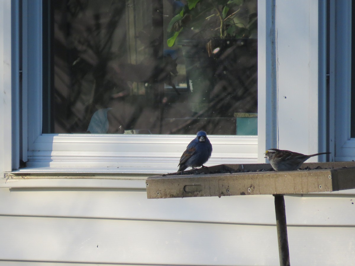 Blue Grosbeak - Steve Babbitt