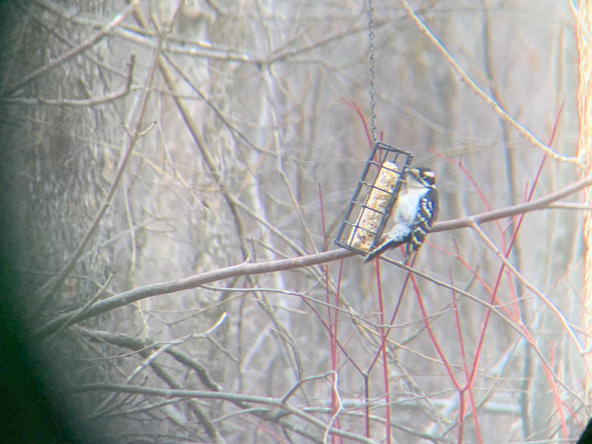 Downy Woodpecker - ML617481172