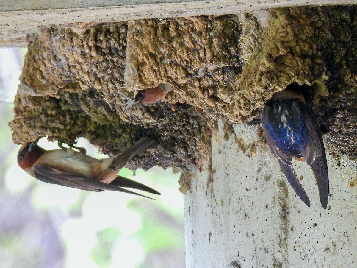 Cliff Swallow - ML617481214