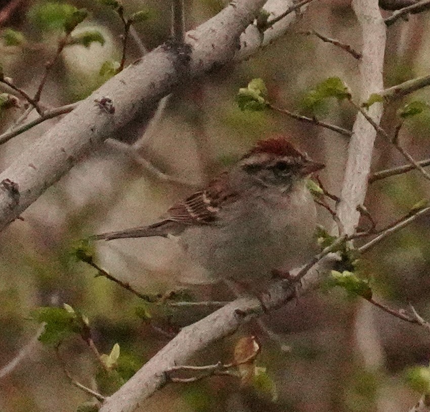 Chipping Sparrow - linda p
