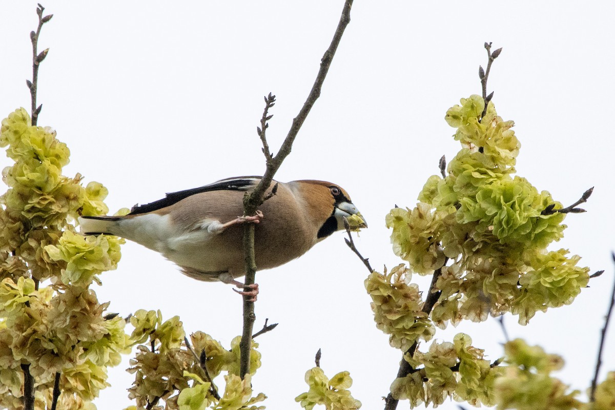 Hawfinch - ML617481318