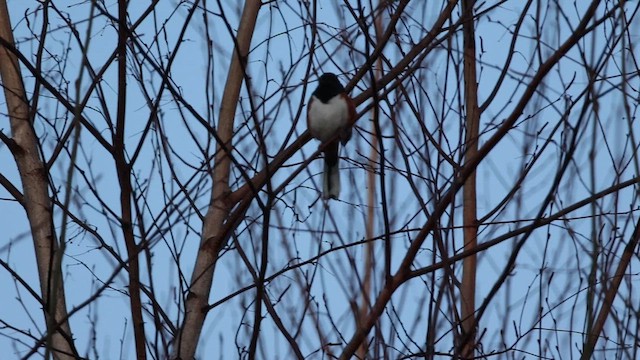 Eastern Towhee - ML617481320